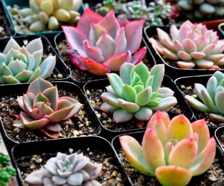 丰台多肉育苗潮汐苗床-潮汐灌溉式苗床-节省人工  潮汐灌溉苗床  潮汐灌溉移动苗床