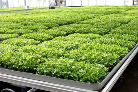 温室潮汐式苗床价格 安平厂家2019新报价