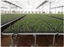 资阳药材育苗优质苗床-温室大棚专用移动苗床