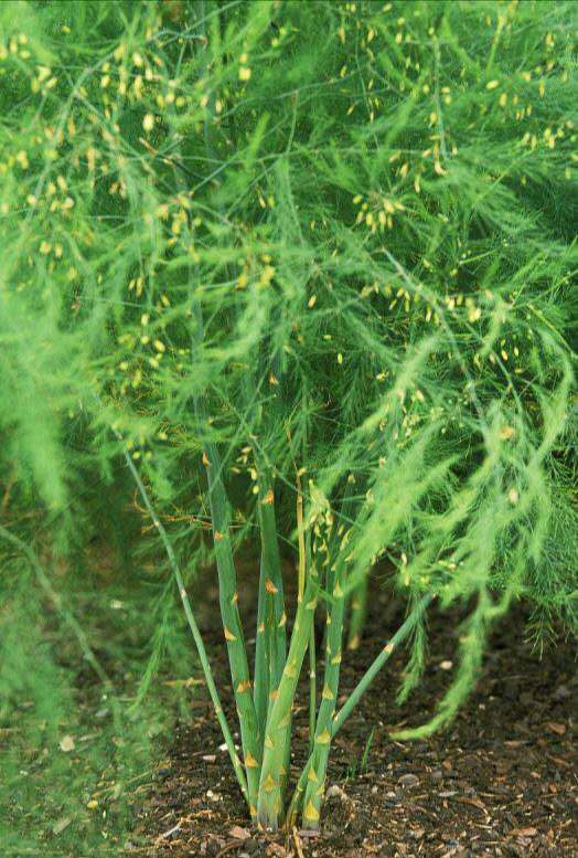 芦笋种苗价位  芦笋苗  芦笋种子