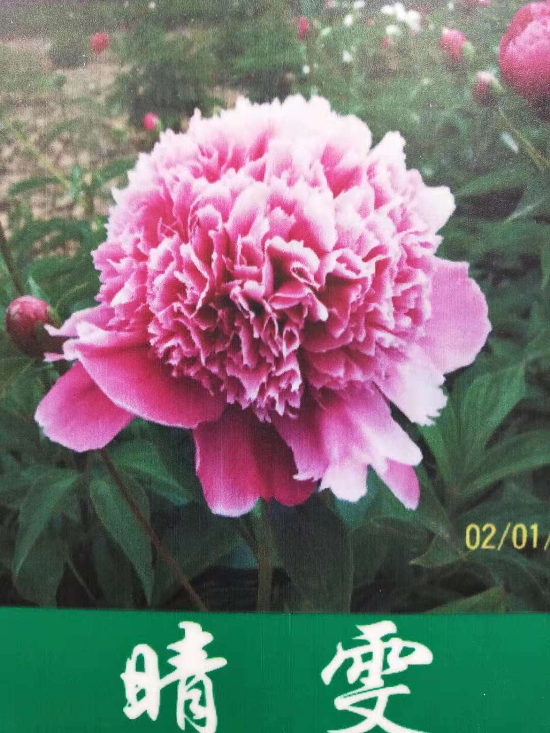 芍药种苗价位  观赏芍药  芍药苗
