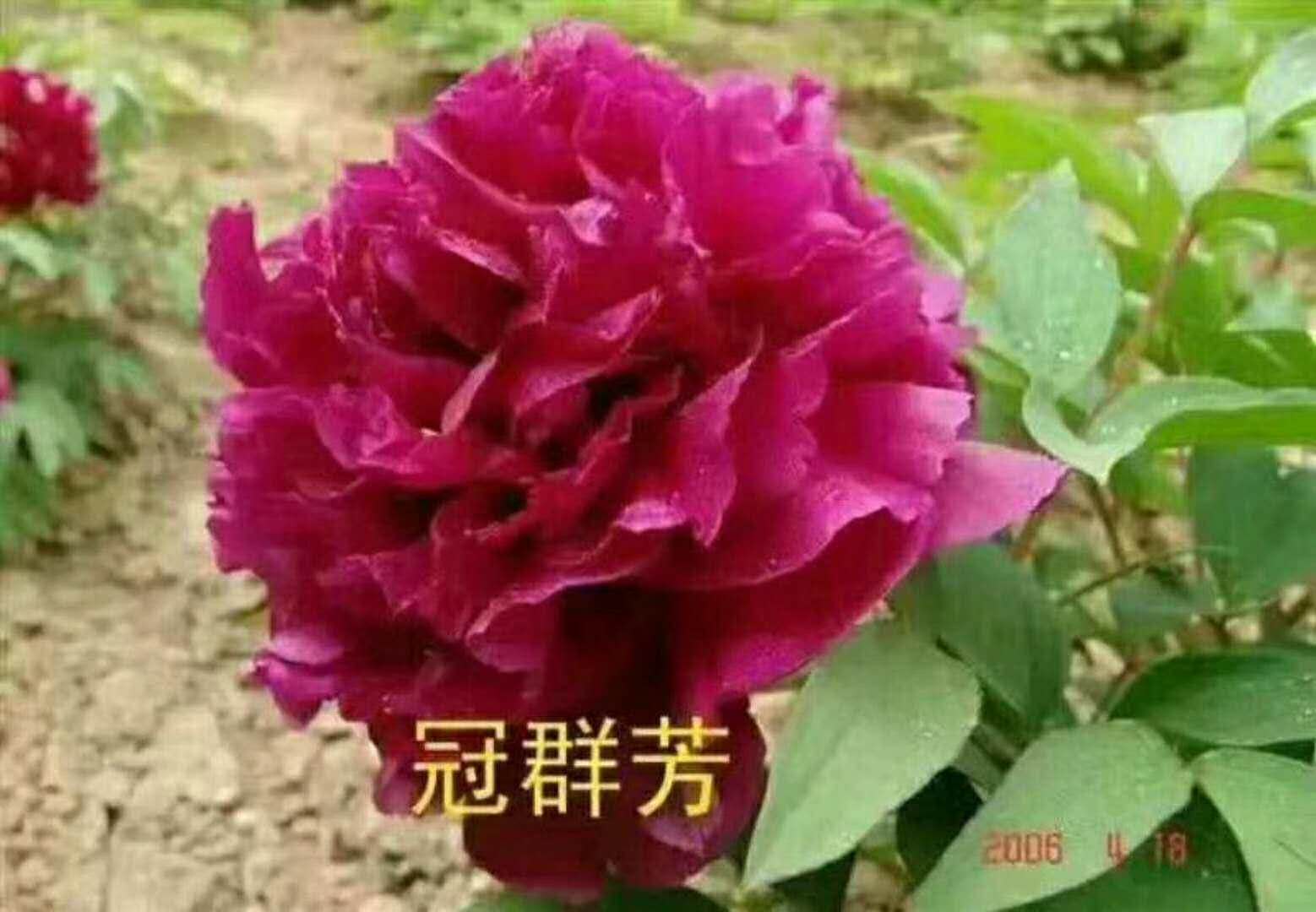 芍药种苗价位  观赏种苗  芍药鲜切花