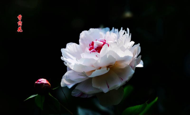 芍药种苗价位  观赏种苗  芍药鲜切花