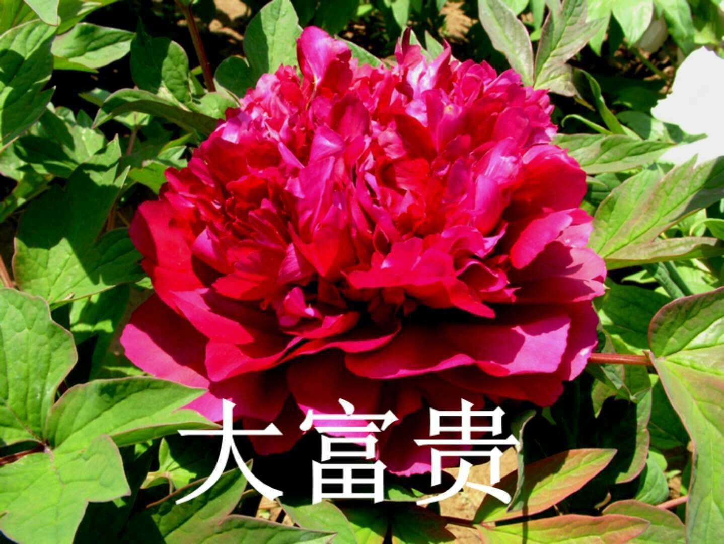 菏泽观赏芍药价位  芍药苗  芍药花苗