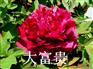 芍药花品种