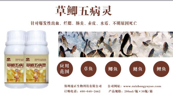 草鲫五病灵，防治四大家鱼肠炎、烂鳃、赤皮、打印  四大家鱼肠炎烂鳃
