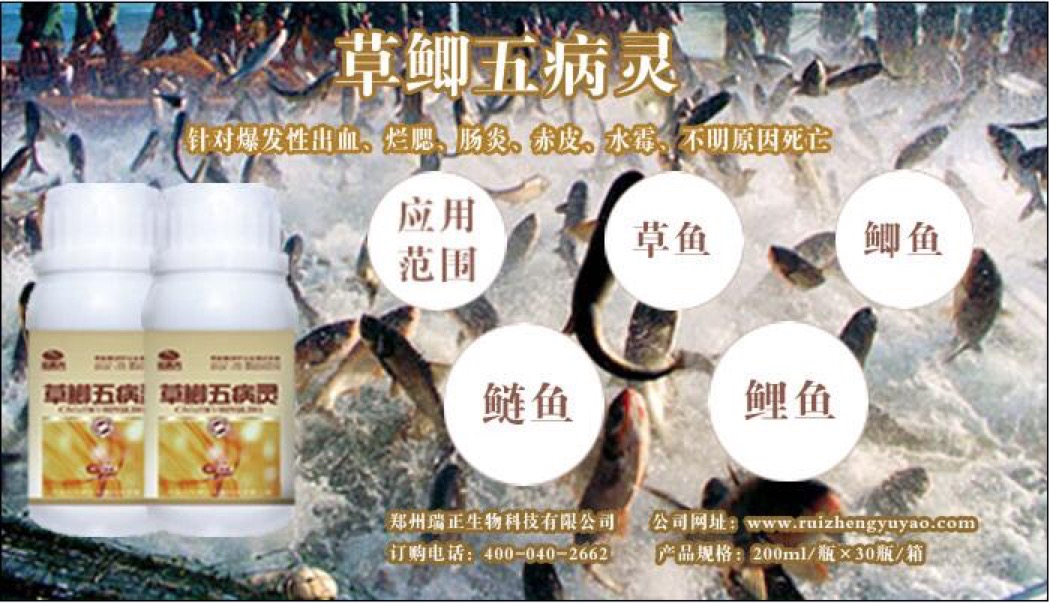 草鲫五病灵，防治四大家鱼肠炎、烂鳃、赤皮、打印  四大家鱼肠炎烂鳃