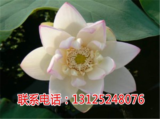 广昌太空莲求购_江西白莲产地_广昌千户特  厂家价格