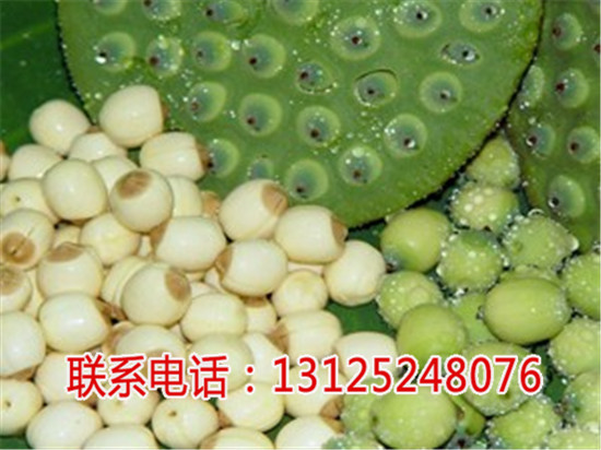 太空莲1号哪家强_高产莲子如何种_广昌千  厂家价格