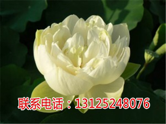 太空莲种求购_太空莲3号产地_广昌千户特  厂家价格