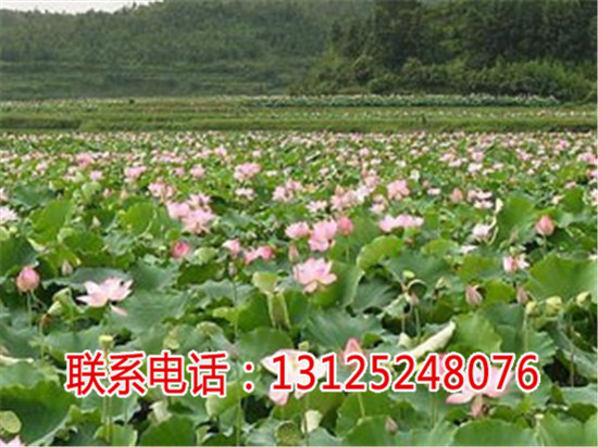 太空莲4号哪家比较好_观赏荷花求购_广昌  厂家价格