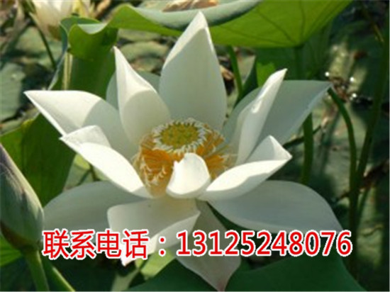 窝窝莲种子_太空莲4号价格_广昌千户特产  厂家价格