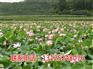 太空莲4号哪家比较好_观赏荷花求购_广昌