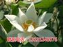 窝窝莲种子_太空莲4号价格_广昌千户特产