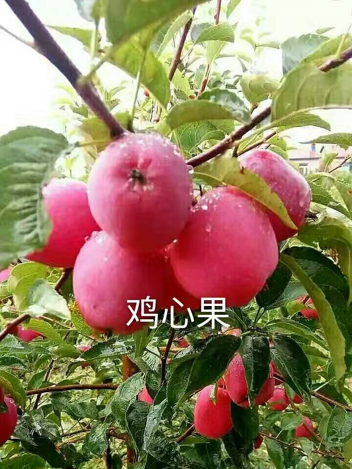 吉林鸡心果苗规格，通辽塞外红苹果苗价格  通辽鸡心果苗