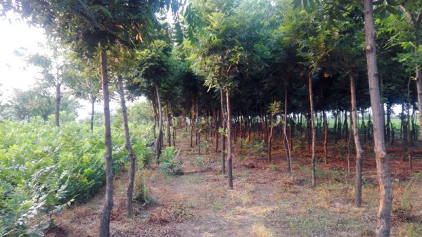 美国山核桃树  碧根果  薄壳山核桃