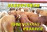 河北肉牛价格定兴县肉牛养殖场西门塔尔牛价格