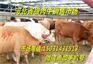 牛羊驴价格河北肉牛犊黄牛市场价格