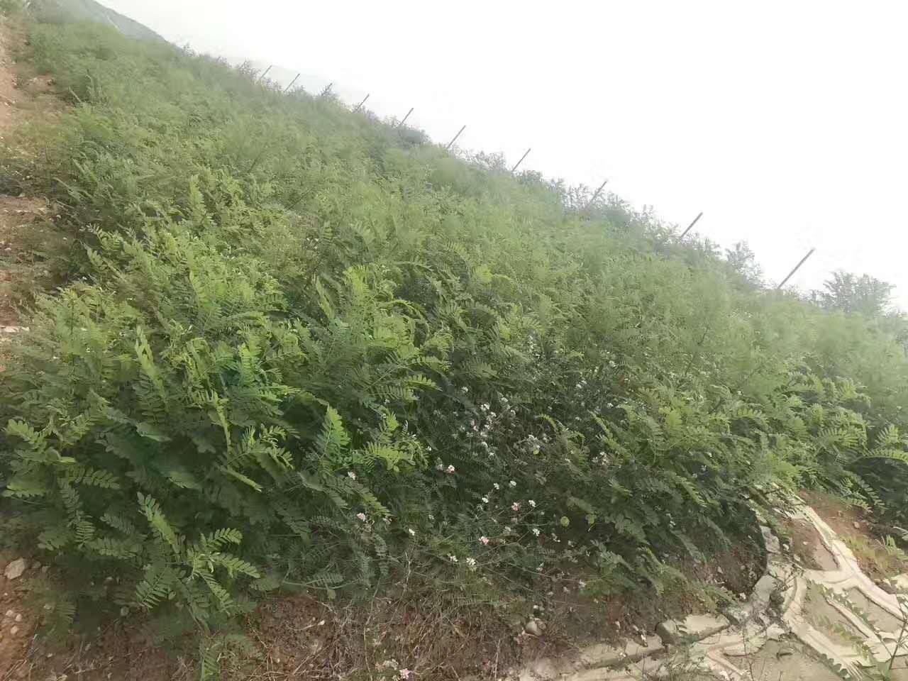 云南草种公司提供矿山荒山常用植被  边坡增植草护坡  绿化资材批发  边坡防护施工队