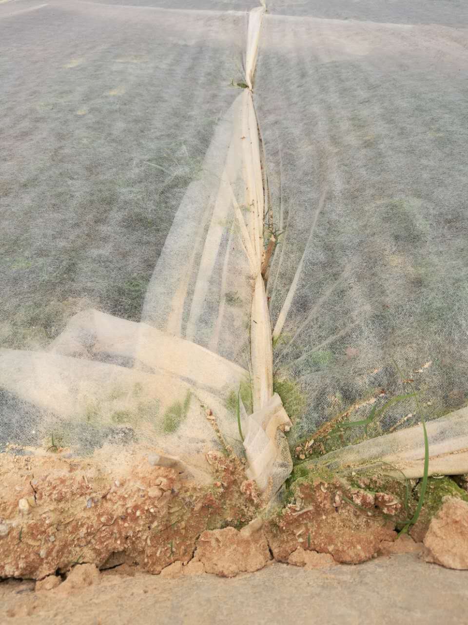 云南草种公司提供矿山荒山常用植被  边坡增植草护坡  绿化资材批发  边坡防护施工队