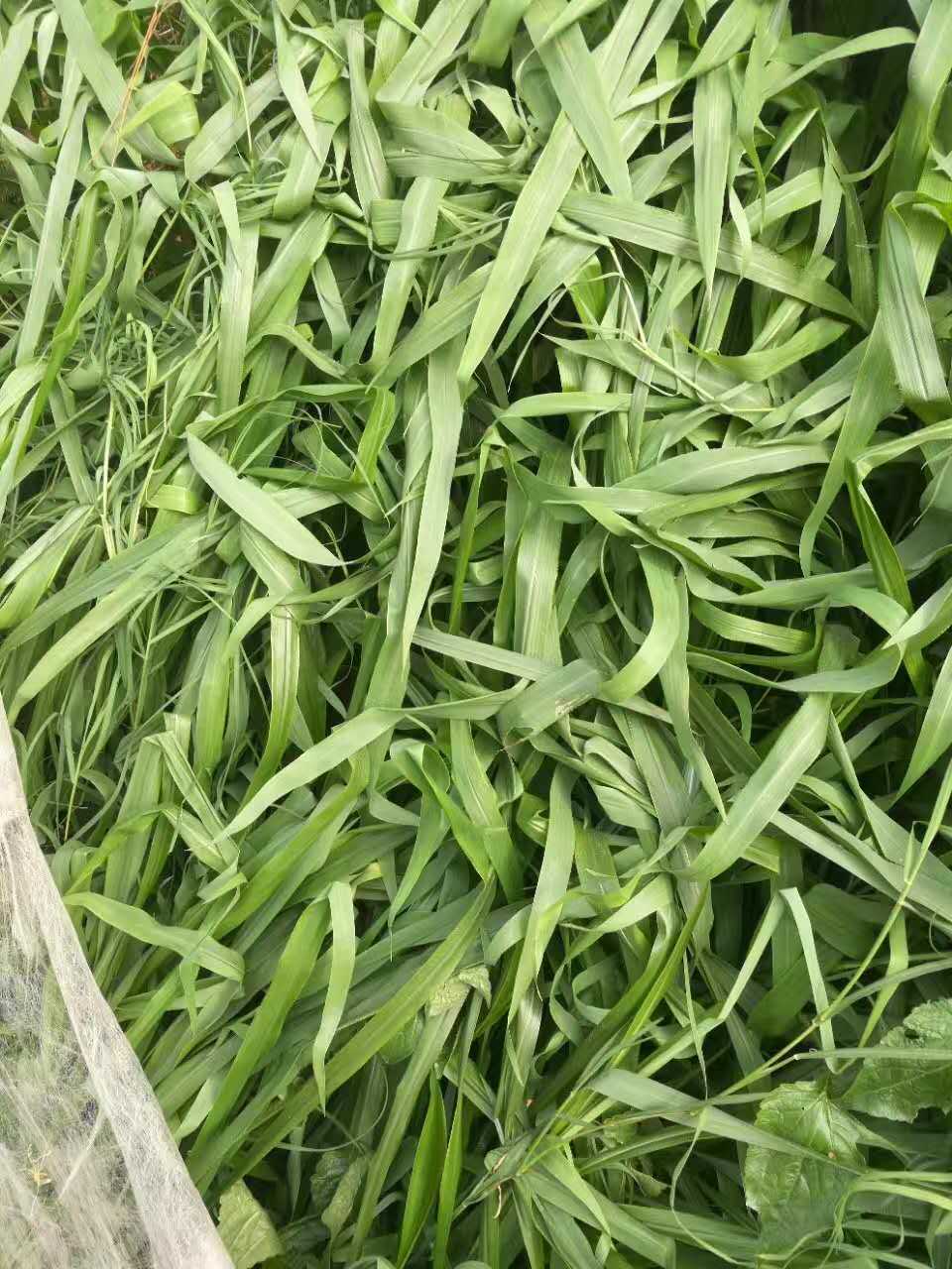 云南省昆明寻甸县边坡复绿施工常用种子资材专卖  边坡复绿植草  生态修复植草绿化  稳固边坡长期复绿