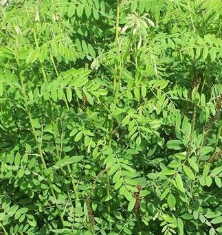 红河州绿化草种公司专卖护坡草子草种价格实惠  边坡复绿草子  稳固边坡资材  稳固边坡防护植草