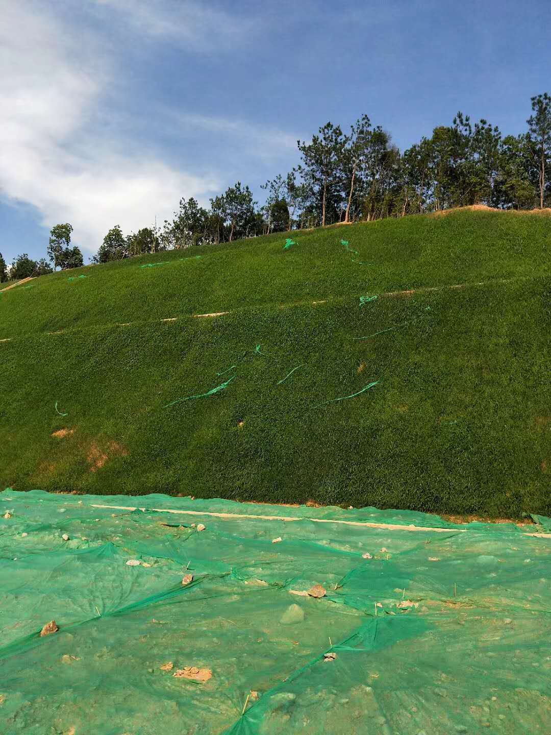路基边坡防护支护专用草灌种子红河州商家批发  边坡绿化植草  边坡防护植草绿化  固土护坡草子