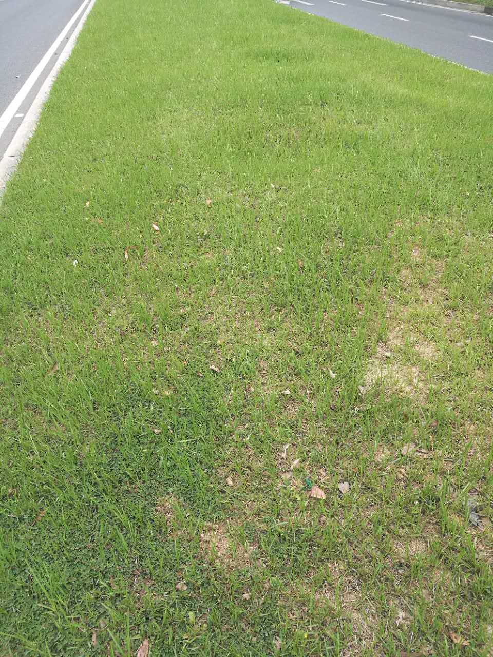高速路边坡植草队伍云南昭通技术施工  边坡防护绿化  稳固边坡绿化资材  高速边坡防护