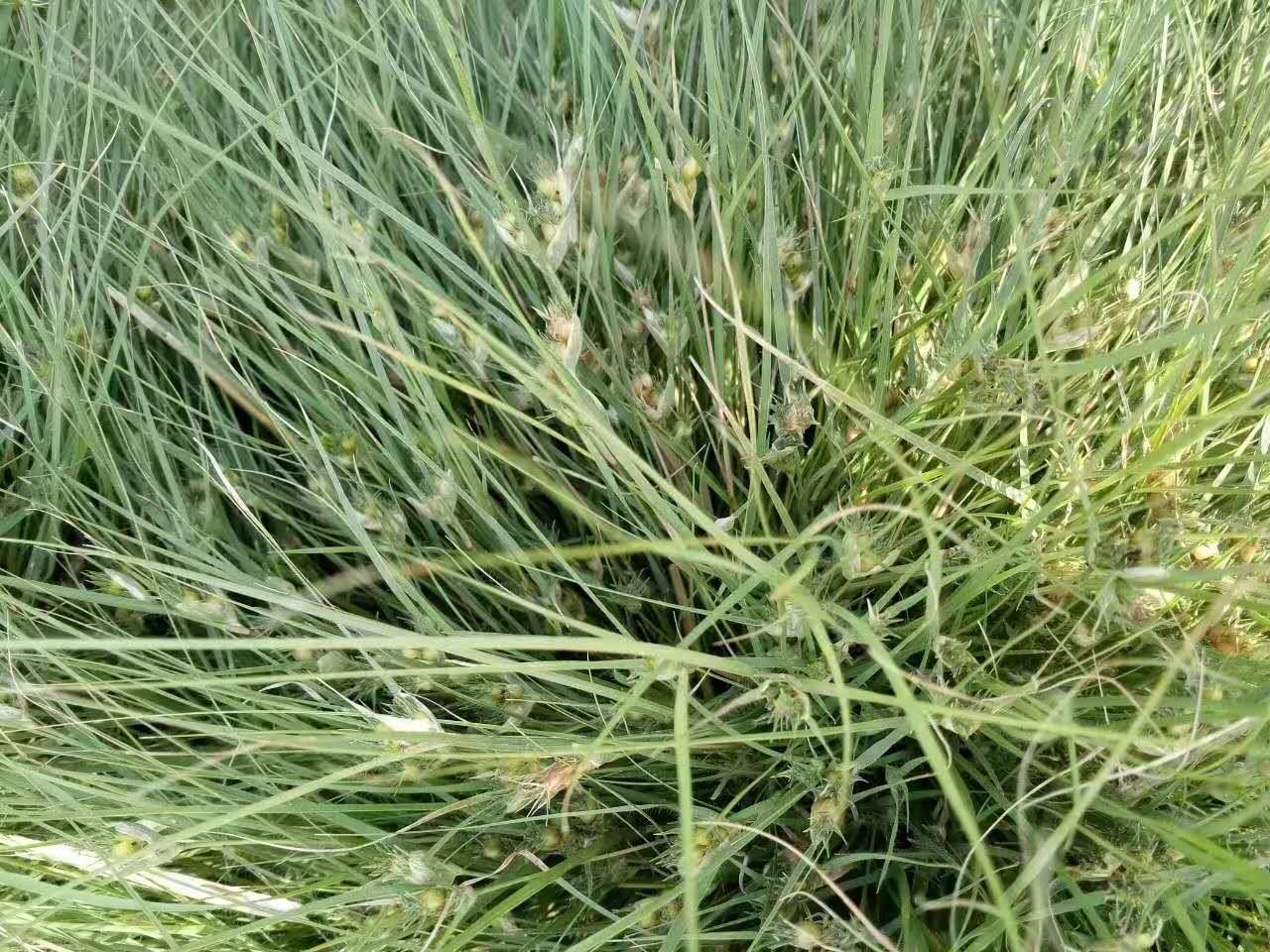 边坡防护植草专用稳固材料云南红河州批发  边坡防护植草绿化  稳固边坡复绿植草  生态修复绿化植物品种