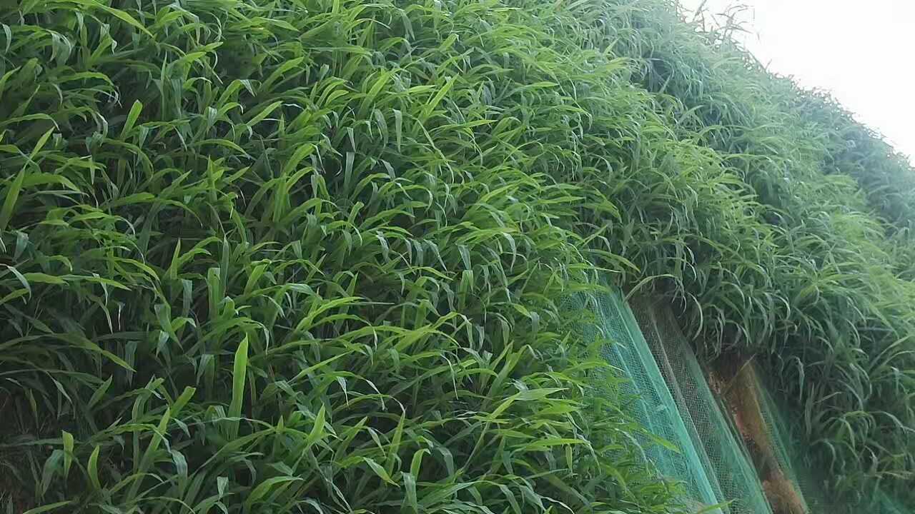 高速边坡绿化施工昭通技术部门专业施工  边坡防护植草  稳固边坡绿化  生态修复植草