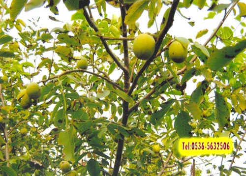 山东鲁林核桃苗种植
