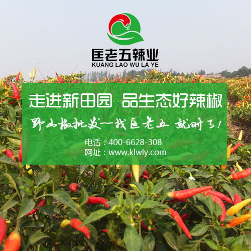 新一代红椒批发,匡老五辣业保质保量