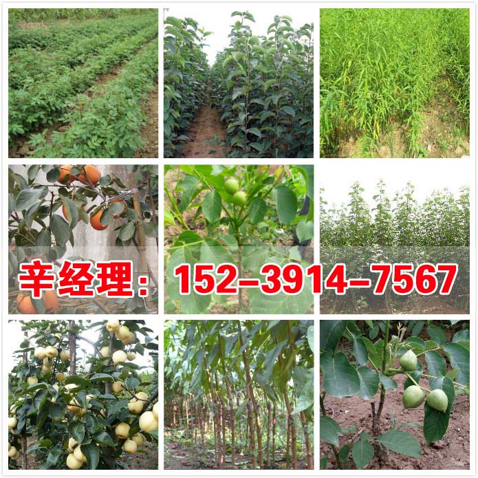 忻州出售桃树苗/西府海棠批发  出售海棠  供应桃树苗