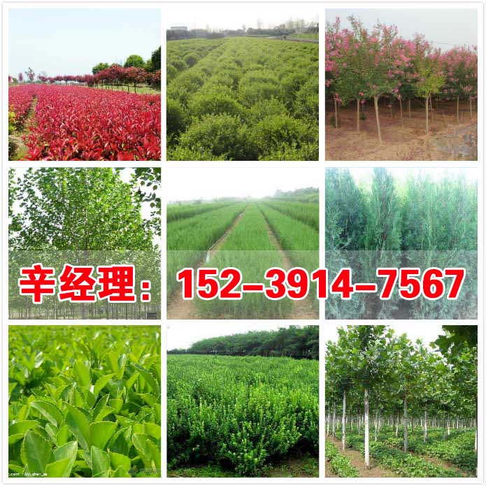 临清哪里有红叶碧桃/北栾基地  出售红叶碧桃  供应红叶碧桃
