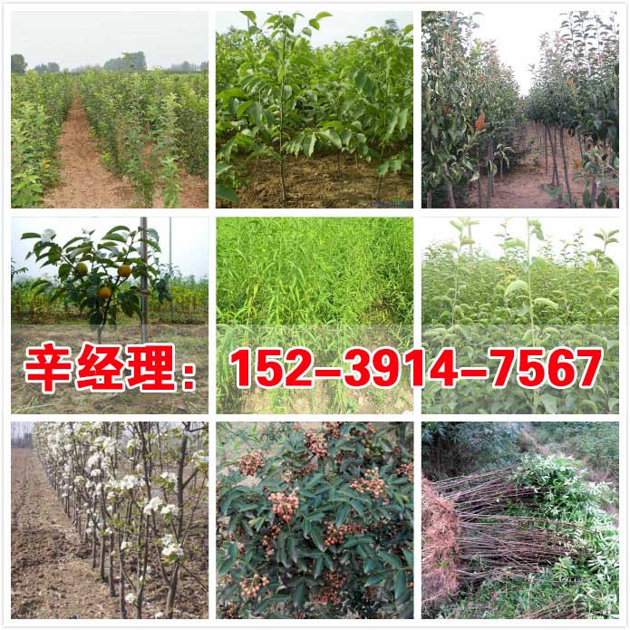 滨州直销北栾/梨树苗今日价格  出售梨树苗  供应梨树苗