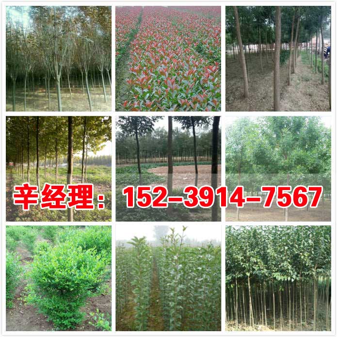 毫州出售西府海棠/五角枫批发  出售五角枫  供应五角枫