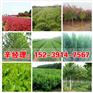 临清哪里有红叶碧桃/北栾基地