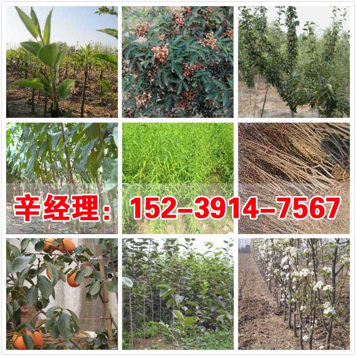 高密供应黄杨球/西府海棠批发价格  出售海棠  供应海棠