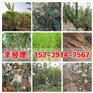 高密供应黄杨球/西府海棠批发价格