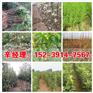 邹城直销红叶碧桃/花椒苗2019价格