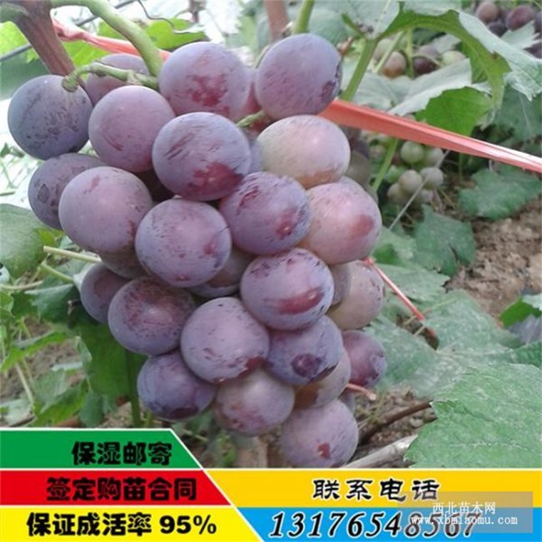 巨峰葡萄苗几年结果 巨峰葡萄苗批发价格 葡萄苗品种价格&nbsp;&nbsp;巨峰葡萄苗价格&nbsp;&nbsp;早熟葡萄苗