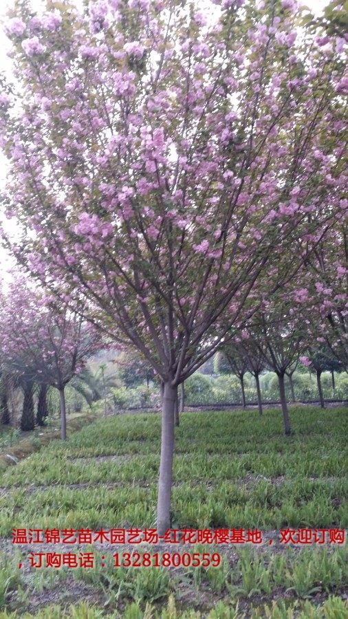 新型庭院景观施工，四川八角金盘价格，成都红花继木球&nbsp;&nbsp;四川园林绿化养护&nbsp;&nbsp;四川园林绿化苗木