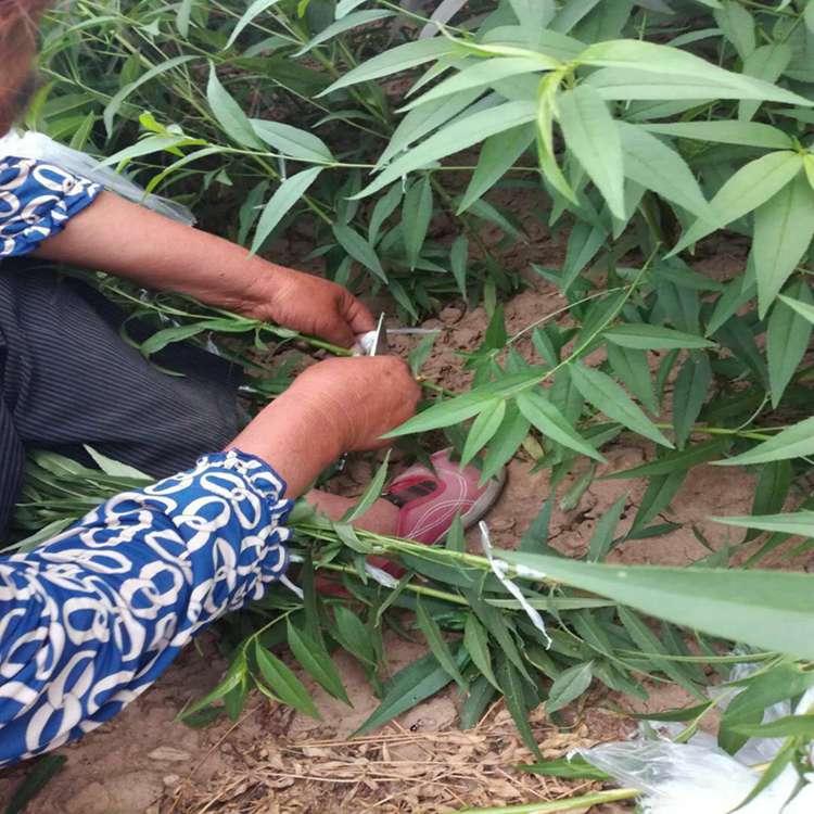 【早熟桃苗品种介绍 春晓桃树苗几月份成熟】