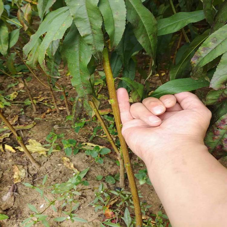 适合北方种植的桃树苗 1公分桃树苗价格 春丽桃树苗介绍