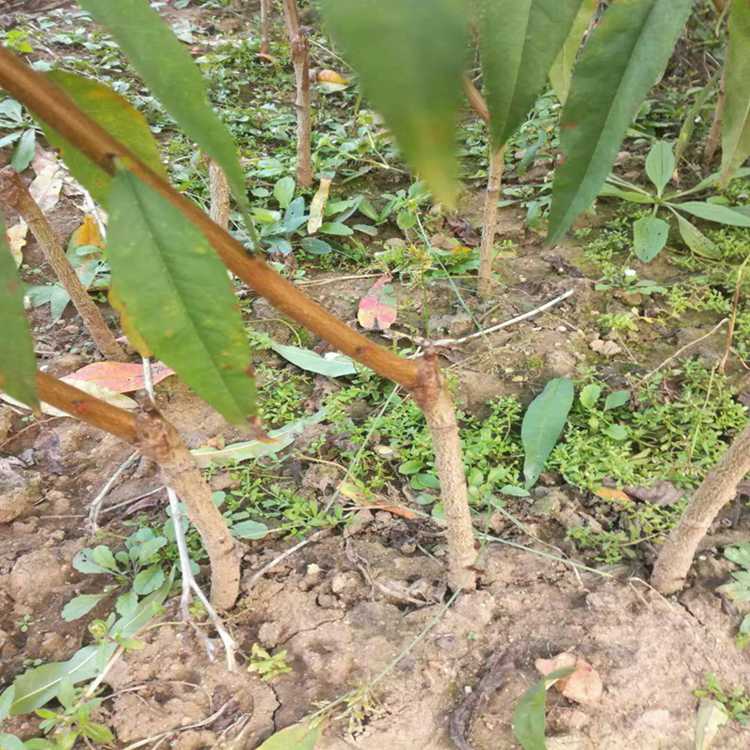 适合北方种植的桃树苗 1公分桃树苗价格 春丽桃树苗介绍
