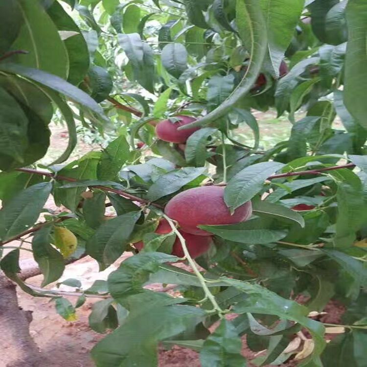 适合北方种植的桃树苗 1公分桃树苗价格 春丽桃树苗介绍
