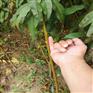 适合北方种植的桃树苗 1公分桃树苗价格 春丽桃树苗介绍
