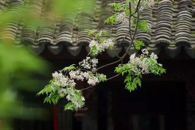 合肥古琴批发厂家渔樵古琴馆联络&nbsp;&nbsp;古琴零售