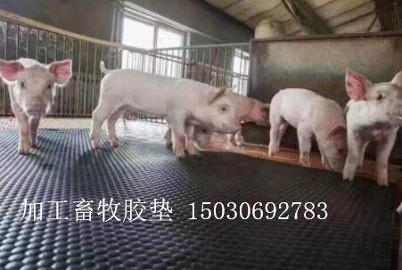 加工畜牧用橡胶板，养殖场铺设耐磨防滑橡胶垫，牛栏垫  畜牧橡胶垫  上马垫