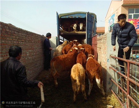 邢台西门塔尔四代西门塔尔牛 肉牛销售种牛小牛崽  品种牛  肉牛行情